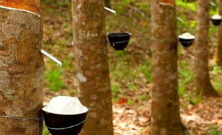 Cao su Phước Hòa (PHR) báo lãi hơn 500 tỷ đồng sau 9 tháng