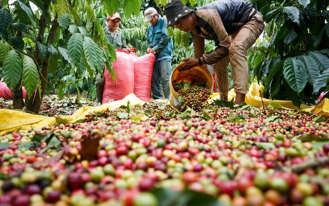Cà phê Thắng Lợi (CFV) miễn nhiệm thành viên Ban Kiểm soát trong bối cảnh sắp bị thanh tra toàn diện