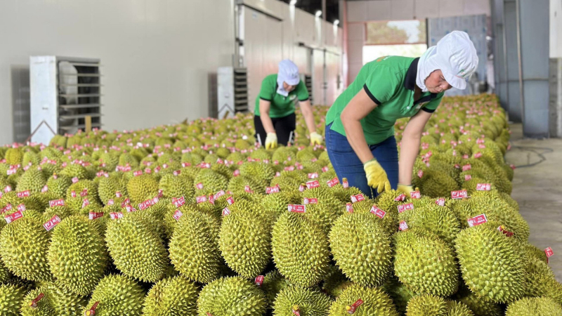 Hiệp định RCEP có hiệu lực, các nước nhập khẩu nông sản có những yêu cầu gì?