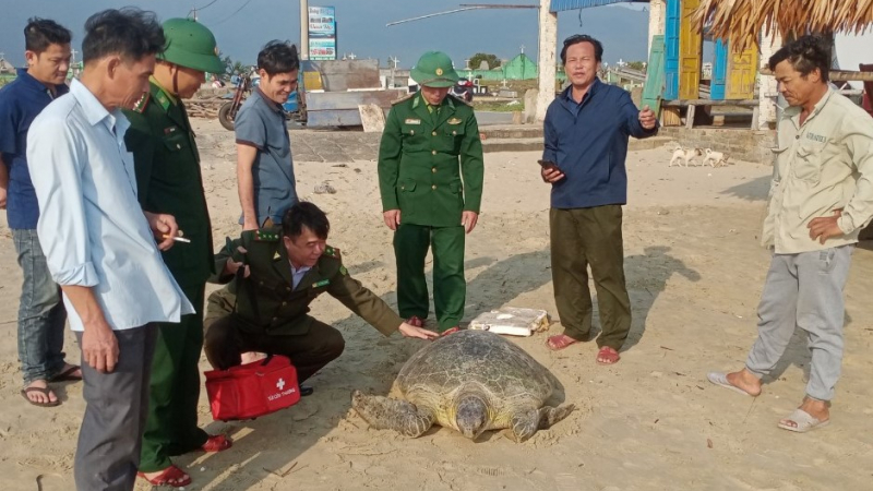 Ngư dân Thừa Thiên Huế bắt được cá thể vích 'khủng' 150kg 