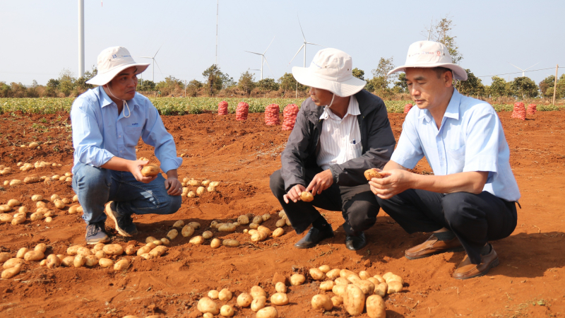 'Bắt tay' trồng khoai tây với Syngenta và Pepsico, nông dân thu lãi cả trăm triệu đồng/ha