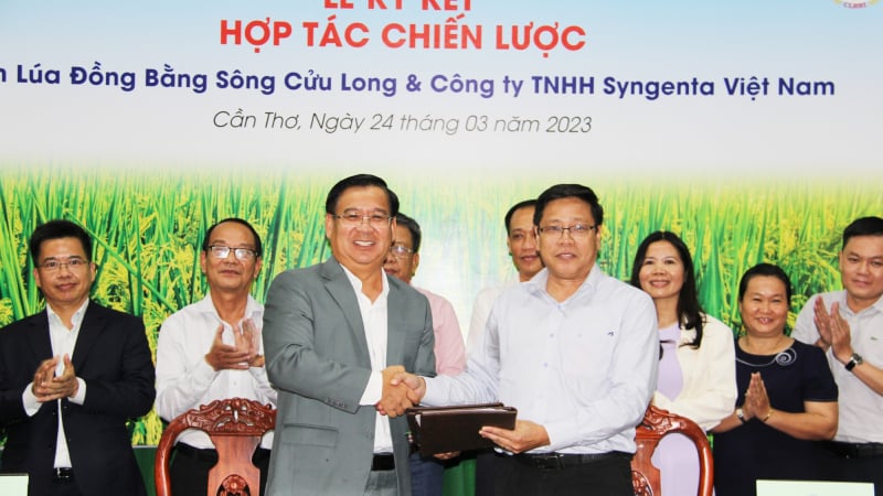 Viện Lúa ĐBSCL hợp tác với Công ty Syngenta Việt Nam nghiên cứu tìm ra giống lúa thuần chất lượng