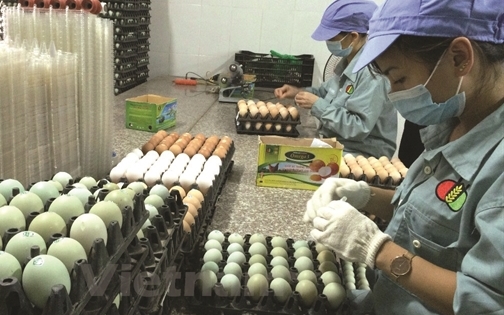 Lợi nhuận ròng 'bốc hơi' 97% còn hơn 5 tỷ đồng sau kiểm toán, Dabaco (DBC) nói gì?