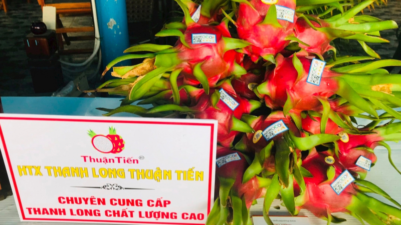 HTX Thuận Tiến ở Bình Thuận với hành trình bán trái thanh long GlobalGAP sang châu Âu, châu Úc
