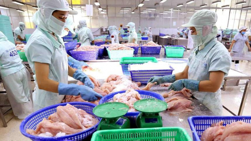 Thủy sản Cửu Long An Giang (ACL) báo lãi 'tụt' 97% còn vỏn vẹn 2 tỷ đồng