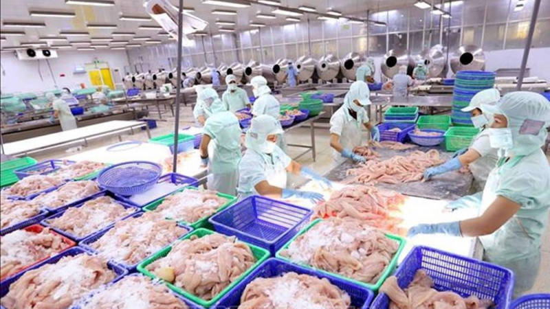 Thủy sản Cửu Long An Giang (ACL) làm ăn sa sút, lãi hơn 6 tỷ trong nửa năm, đường về đích còn xa