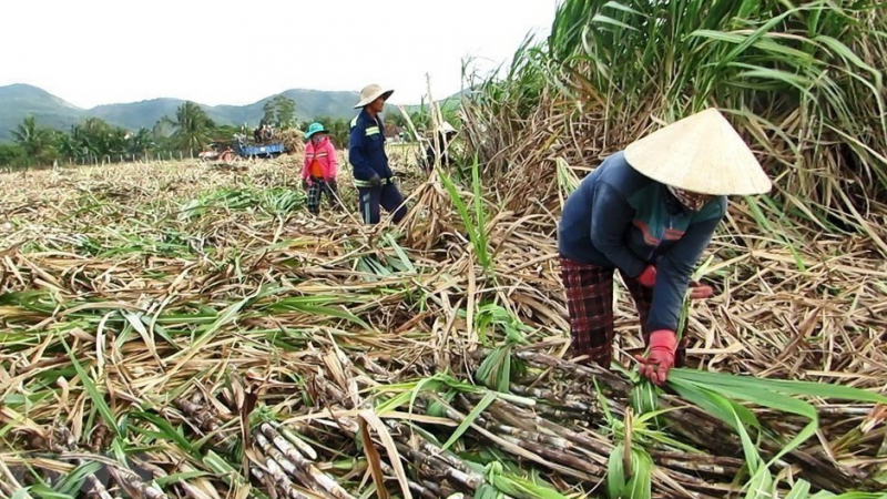 SSI Research: Dự báo giá đường sẽ neo cao, cổ phiếu nào có cơ hội 'tăng ngọt'?