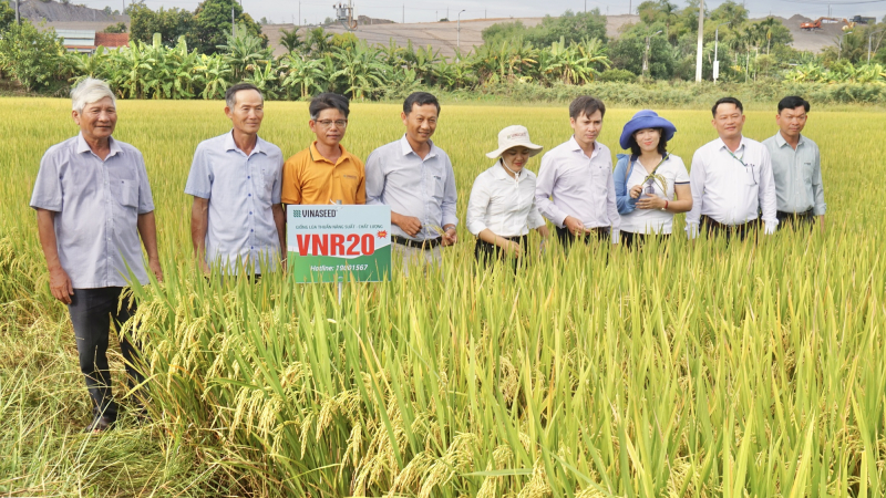 Giống lúa VNR20 của Vinaseed có gì đặc biệt mà nông dân Đà Nẵng mê tít?