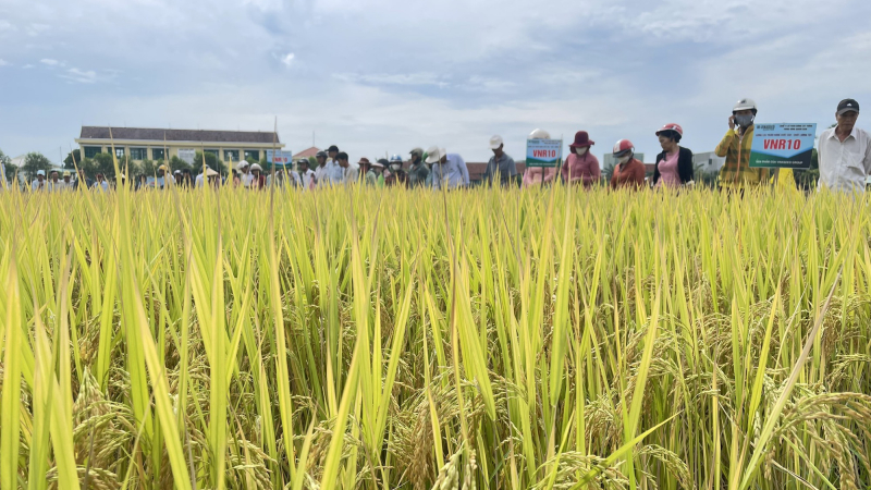 Trồng giống lúa mới của Vinaseed trên đất phèn, nông dân Quảng Nam bất ngờ bội thu