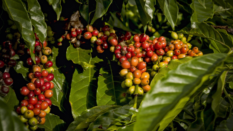 Giá cà phê ngày 10/1: Cà phê Robusta kỳ hạn đà tăng mạnh, trong nước giá cà phê đồng loạt tăng
