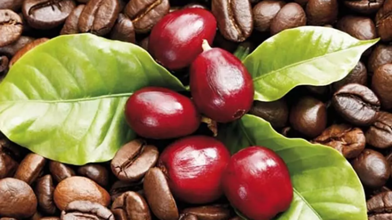 Giá cà phê ngày 12/1: Robusta điều chỉnh sau chuỗi tăng liên tiếp, cà phê trong nước giảm đồng loạt