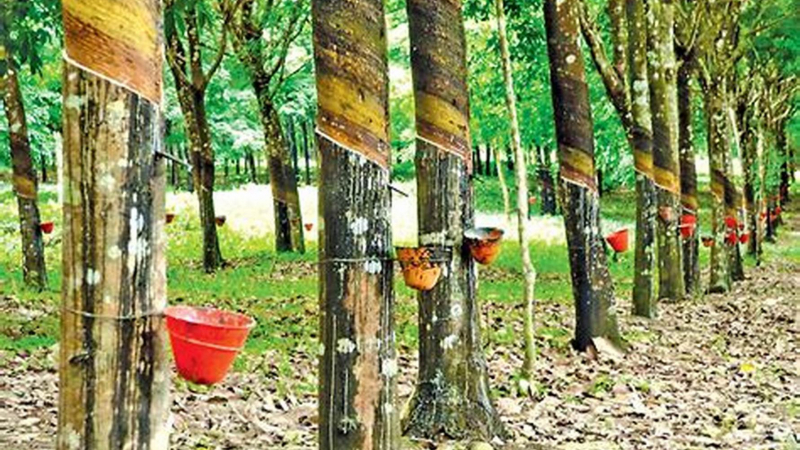 Cao su Tây Ninh (TRC) báo lãi hơn 70 tỷ đồng, đạt 93% kế hoạch năm