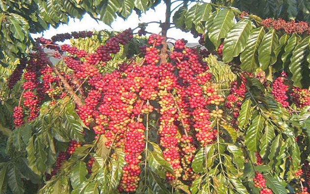 Giá cà phê ngày 16/1: Tình hình Biển Đỏ khiến cà phê Robusta đạt mức giá cao nhất lịch sử