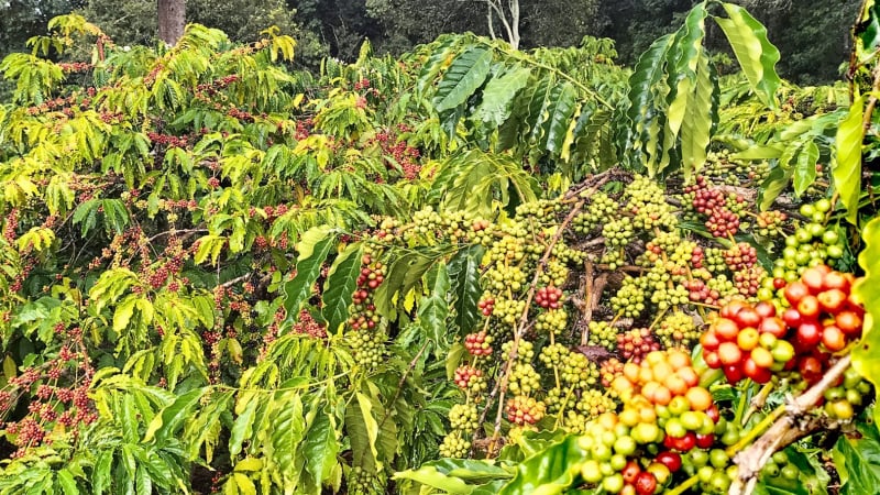 Giá cà phê ngày 18/1: Nhu cầu mạnh mẽ mà nguồn cung cà phê Robusta vẫn khan hiếm