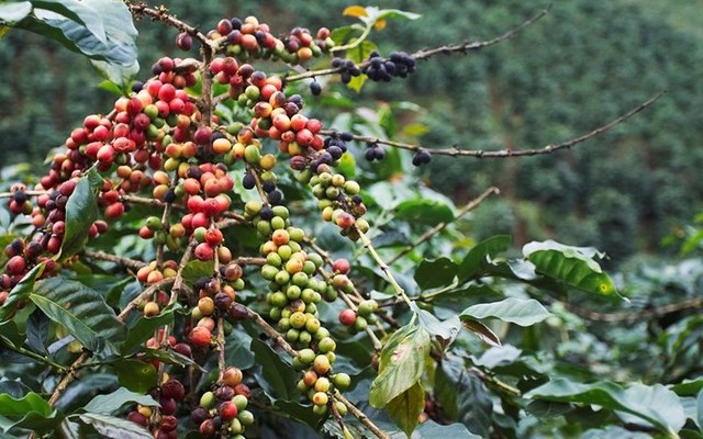 Giá cà phê ngày 19/1: Sau chuỗi tăng nóng, cà phê Robusta sụt giảm bất ngờ về giá