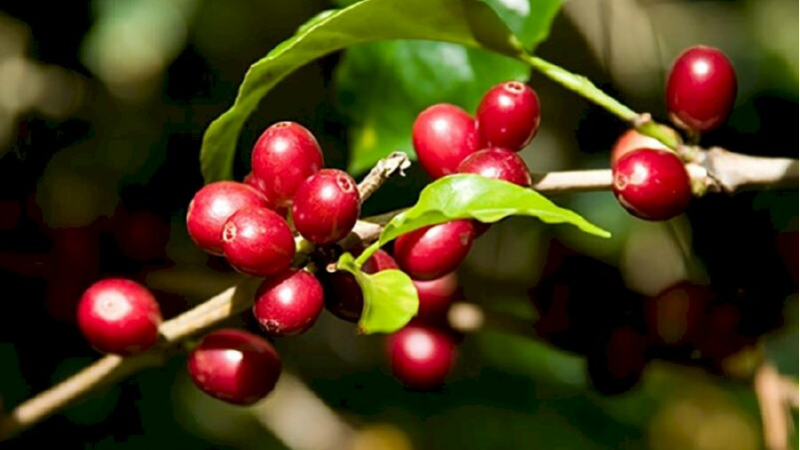 Giá cà phê ngày 25/1: Cà phê Robusta lại tăng vọt sau thông tin quan trọng của chỉ số dự báo thị trường