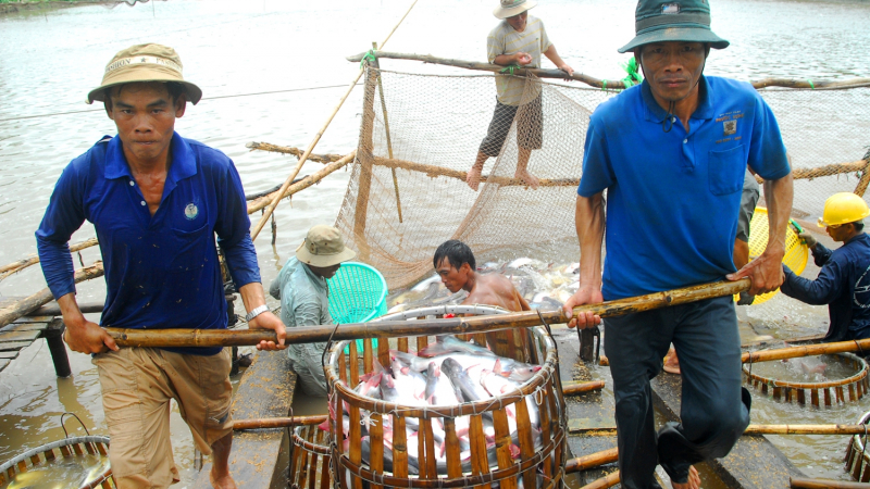 VietGAP trong thủy sản: Xây dựng như một tiêu chuẩn quốc tế
