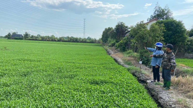 Tại TP.HCM có mô hình trồng rau muống nước VietGAP hướng đến xuất khẩu