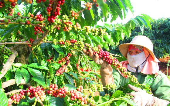 Giá cà phê tăng mạnh ngay đầu năm, nguồn cung Robusta xuống thấp kỷ lục