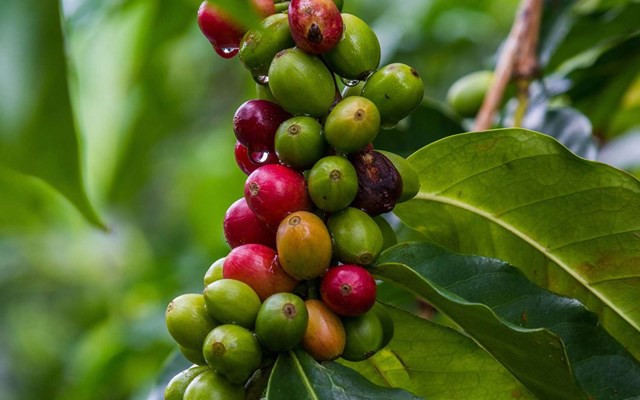 Giá cà phê hôm nay 3/2: Cà phê Robusta giảm liên tiếp 3 phiên cuối tuần