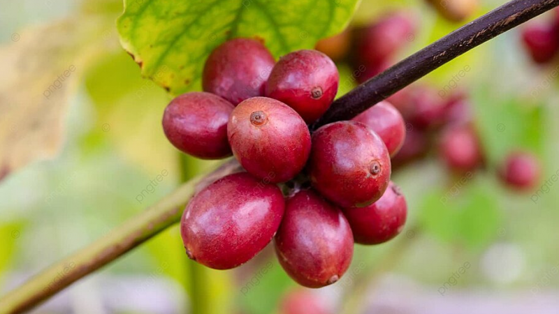 Giá cà phê hôm nay 7/2: Giá cà phê Robusta bất ngờ phục hồi, cà phê trong nước đi lên