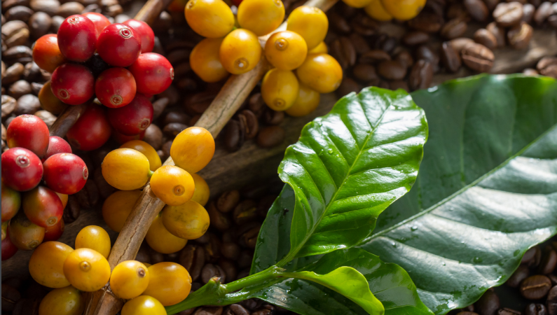 Giá cà phê ngày 12/3: Cà phê Robusta giảm giá nhẹ
