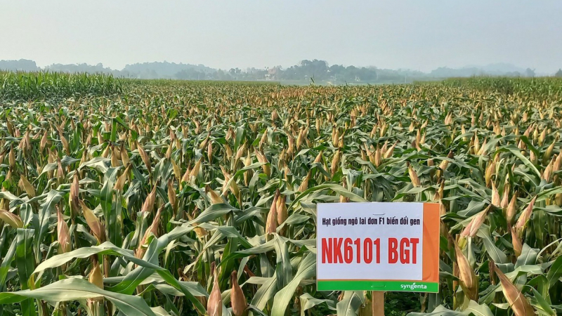 Syngenta giới thiệu giống ngô chuyển gen NK6101BGT mới tại thị trường Việt Nam