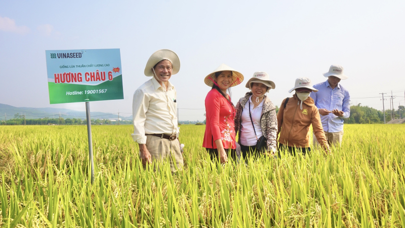 Bộ đôi giống lúa của Vinaseed có đặc tính gì mà nông dân Quảng Nam thích thú?