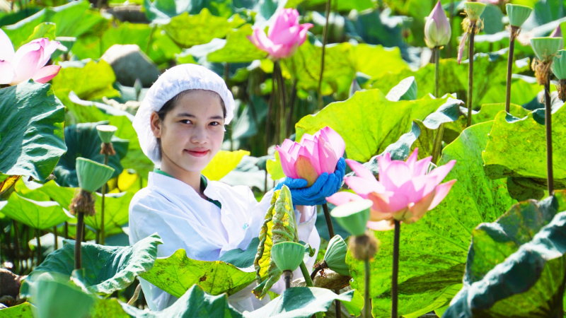 Lễ hội Sen Đồng Tháp năm 2024 tổ chức lớn, năm 2022, lễ hội này đạt doanh thu hơn 60 tỷ