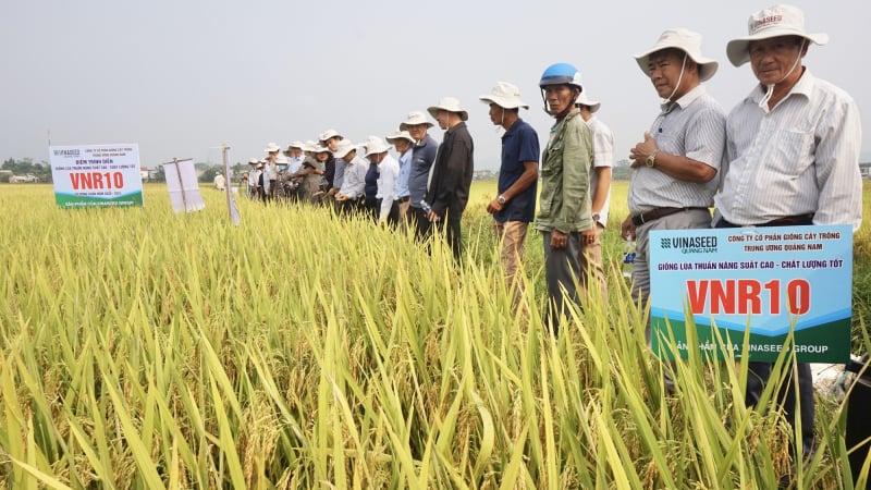 4 giống lúa của Vinaseed “lấy lòng” nông dân Đà Nẵng nhờ những đặc tính này