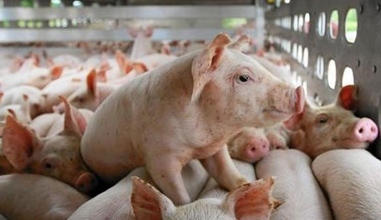 Giá lợn hơi cao, lợi nhuận của loạt 'ông lớn' Hoàng Anh Gia Lai, Dabaco, BaF Việt Nam sẽ cải thiện?