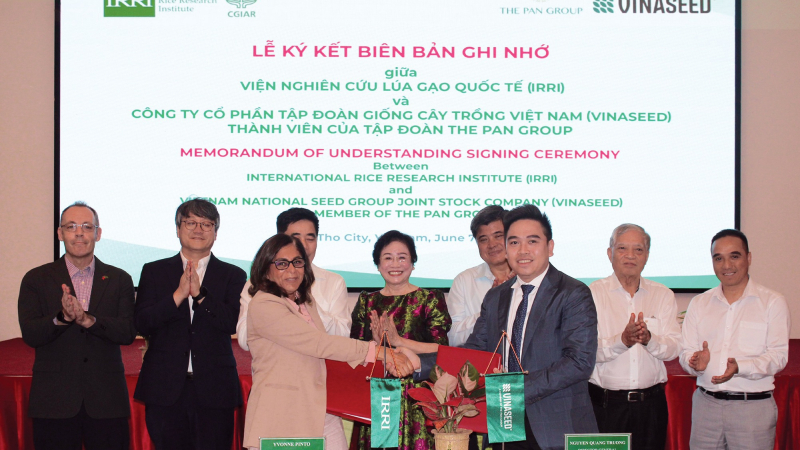 IRRI và Vinaseed hợp tác phát triển giống lúa năng suất cao, chất lượng tốt, thích ứng với biến đổi khí hậu