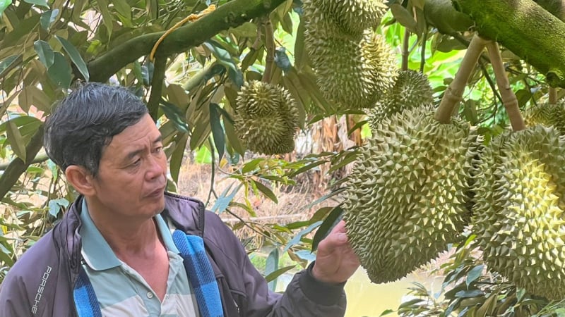 Nhanh tay chuyển hướng trồng sầu riêng VietGAP, lão nông Lâm Đồng được doanh nghiệp đặt cọc, doanh thu 8 tỷ đồng