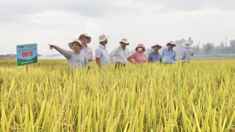 Nông dân Đà Nẵng mê mẩn với bộ ba giống lúa của Vinaseed