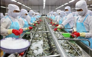 Thuỷ sản Minh Phú (MPC) báo lãi quý II tăng bằng lần nhưng mới thực hiện 3,6% kế hoạch