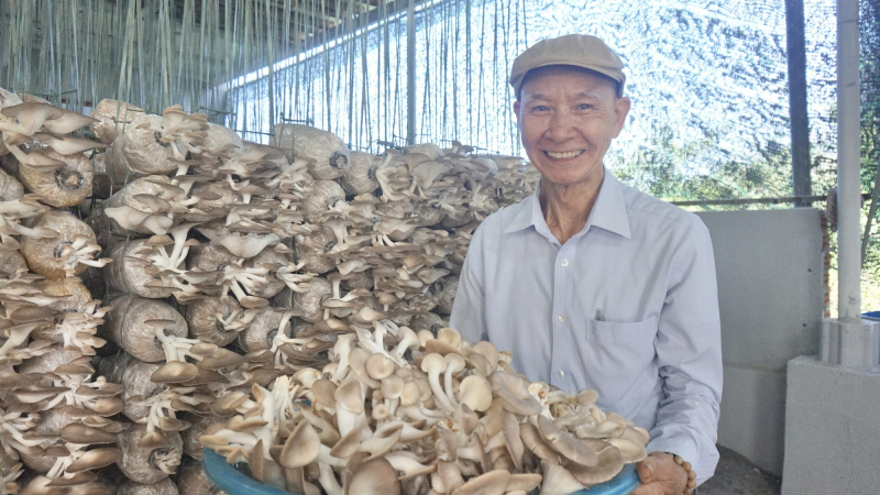 Trồng la liệt nấm ngon theo tiêu chuẩn VietGAP, một hợp tác xã ở Đà Nẵng thu tiền tỷ/năm