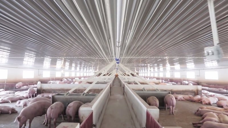 Giá lợn hơi một số tỉnh miền Bắc lên mức cao nhất, loạt 'ông lớn' Dabaco, BAF chuẩn bị đón 'sóng'