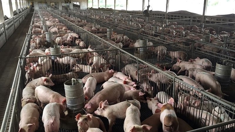 Các 'ông lớn' chăn nuôi đang làm ăn thế nào: 'Điểm danh' Hòa Phát, Dabaco, HAGL...