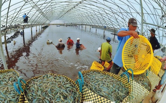 VASEP: Cáo buộc ngành tôm Việt Nam lạm dụng lao động của tổ chức Sustainability Incubator không đúng sự thật, vô căn cứ
