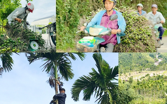 Người trồng cau Quảng Ngãi thắng lớn nhờ “mùa ngọt” hiếm thấy