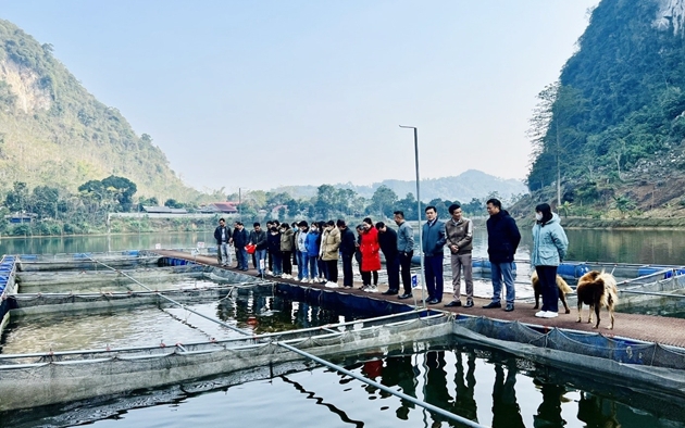 Nông dân Bắc Kạn nuôi một loài cá màu hồng theo chuẩn VietGAP, cá lớn nhanh, lãi ngay trăm triệu