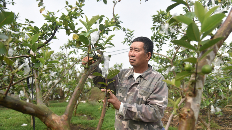 Một ông nông dân Quảng Ninh giàu có nhờ chăn nuôi VietGAP, trồng một loại quả ngon đạt 3 sao OCOP