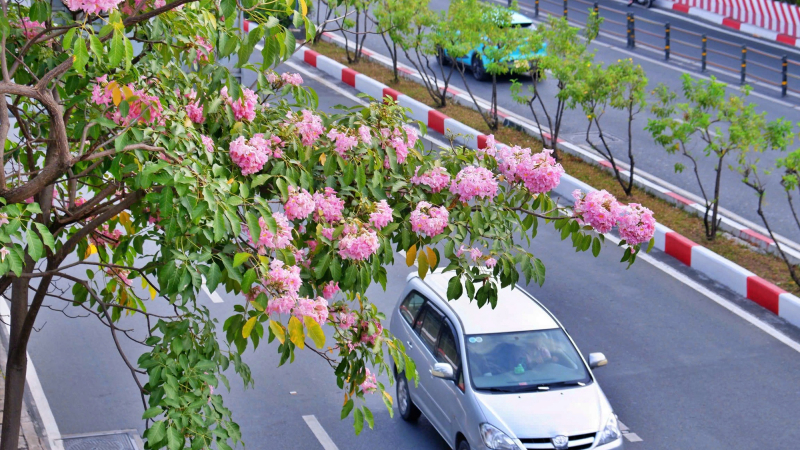 Tràn ngập sắc hoa kèn hồng trên nhiều tuyến đường ở TP.HCM