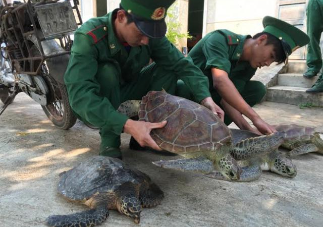 Thả lại về biển vích và đồi mồi bị bắt trái phép lớn nhất'