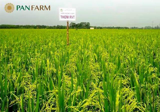 The Pan Group góp giải pháp phát triển bền vững tại Hội thảo quốc tế của  FAO & USAID
