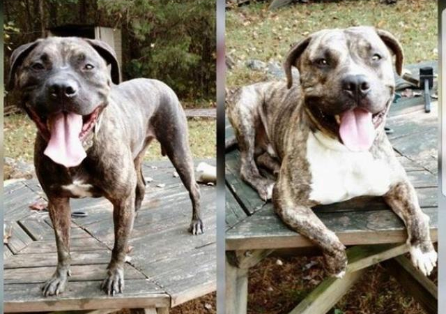 Vụ chó pit bull ăn thịt chủ ở Mỹ: Xác khỏa thân nói lên điều gì?