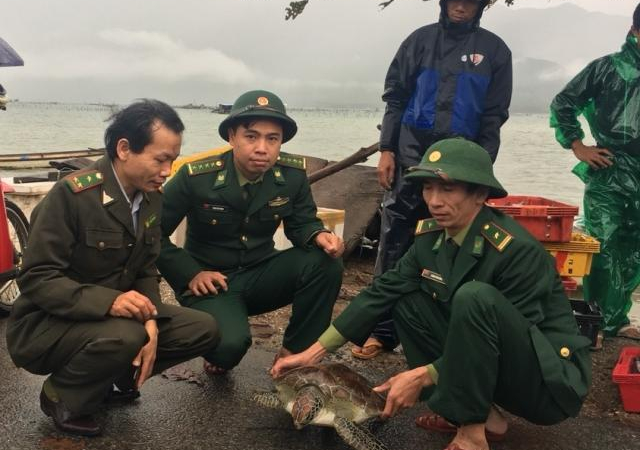 Thừa Thiên- Huế: Thả cá thể vích quý hiếm về môi trường tự nhiên