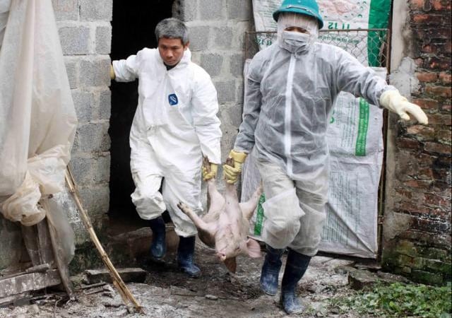 FAO: Dịch tả lợn châu Phi KHÔNG đe dọa trực tiếp sức khỏe con người