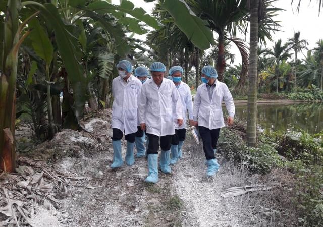 Cục Thú y bác khuyến nghị của FAO về ban bố tình trạng khẩn cấp dịch tả lợn châu Phi