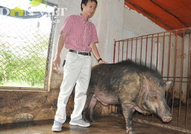 Trang trại lợn rừng NTC – Niềm tin nông sản hữu cơ của người Việt